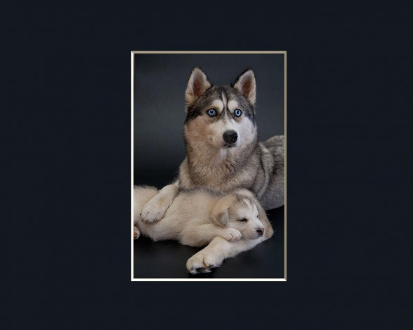 Обои картинки фото животные, собаки