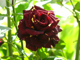 Картинка цветы розы бородовая желтые пятна