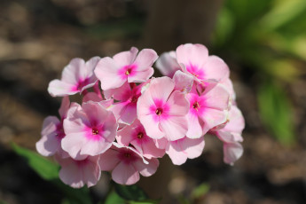 Картинка автор varrvarra цветы флоксы розовые нежные
