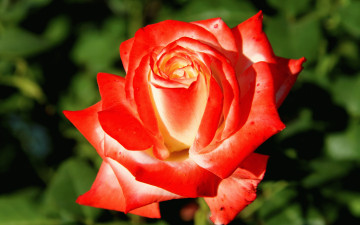 Картинка цветы розы алый