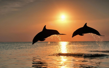обоя животные, дельфины, море, закат