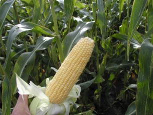 Картинка природа плоды кукуруза