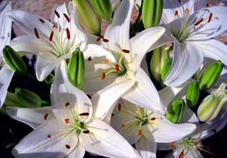 Картинка цветы лилии лилейники много белый