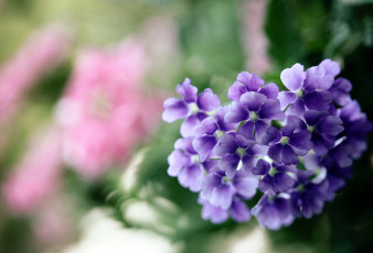 обоя цветы, лантана, вербена, фиолетовый
