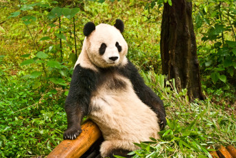 Картинка животные панды медведь пятна