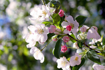 Картинка цветы цветущие деревья кустарники весна ветка цветение