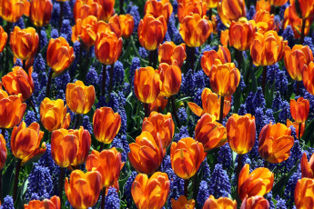 Картинка цветы разные вместе гиацинты мускари тюльпаны