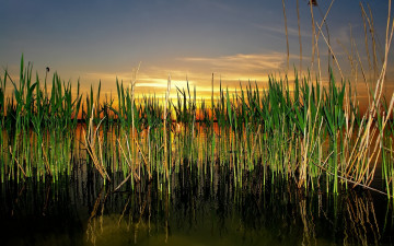 Картинка природа восходы закаты камыш озеро закат