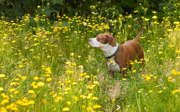 Картинка животные собаки поле собака лето