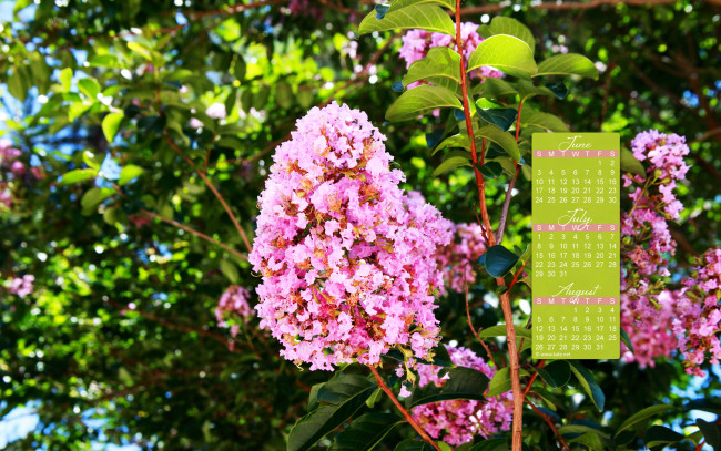 Обои картинки фото календари, цветы, цветение, куст
