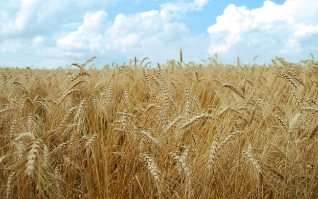 Обои картинки фото природа, поля, небо, колосья, пшеница
