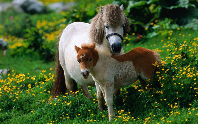 Обои картинки фото животные, лошади, зелёный, пара, пони, луг, ребёнок, мама, лошадь, лето, цветы, жёлтый, жеребёнок, зелень