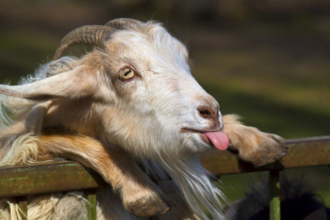 Обои картинки фото коза, дереза, животные, козы, язык