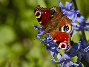 Картинка животные бабочки павлиний глаз цветок гиацинт макро