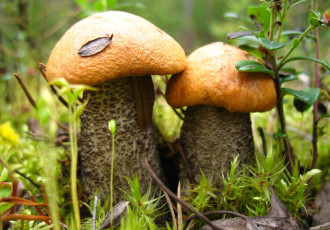 Картинка природа грибы парочка