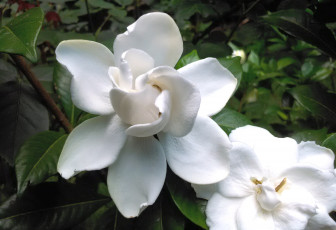 Картинка цветы гардения белый
