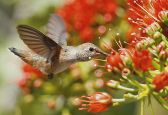 Картинка животные колибри цветы полет кроха