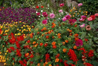 Картинка цветы разные вместе цинии сад бархатцы