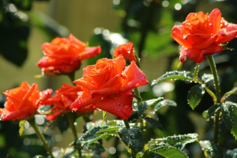 Картинка цветы розы красные капли