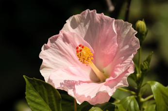 Картинка цветы гибискусы розовый нежность