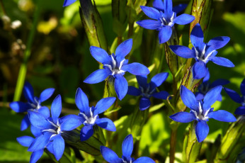 Картинка цветы горечавки синий