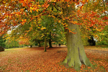 Картинка huddersfield england природа деревья англия осень листья хаддерсфилд