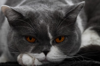 Картинка животные коты британская короткошёрстная взгляд мордочка портрет