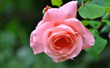 Картинка цветы розы макро бутон лепестки