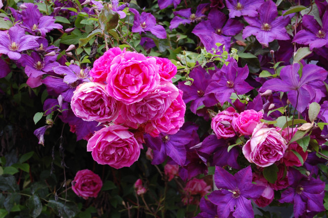 Обои картинки фото цветы, разные, вместе, розы