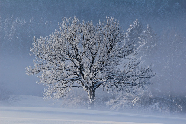 Обои картинки фото природа, деревья, мороз, снег, зима