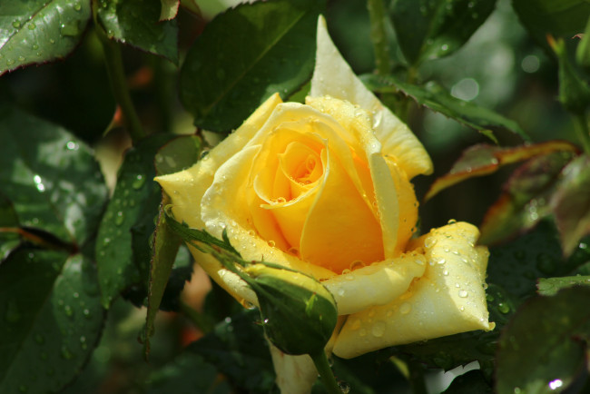 Обои картинки фото цветы, розы, желтый, капли