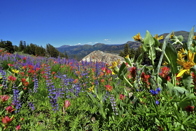 Обои картинки фото eldorado, national, forest, california, природа, луга, сьерра-невада, цветы, sierra, nevada, калифорния, горы
