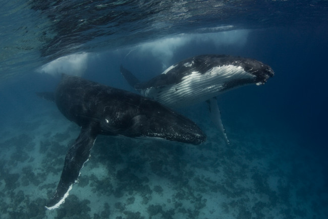 Обои картинки фото животные, киты, кашалоты, великаны, огромные, горбатый, кит