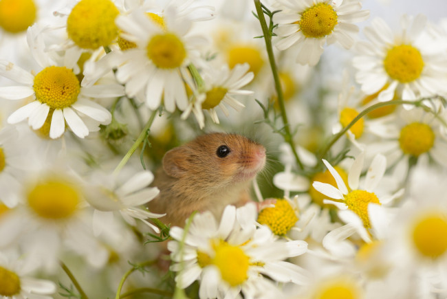 Обои картинки фото животные, крысы, мыши, мышь-малютка, ромашки, цветы
