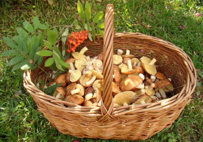 Обои картинки фото еда, грибы, грибные, блюда, маслята, корзинка