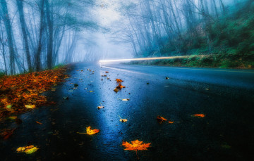 Картинка природа дороги свет выдержка туман листья лес деревья автомобиль фары дорога сша дождь осень