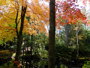Картинка природа деревья клен осень