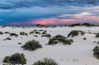 Картинка природа пустыни растительность пустыня закат песок