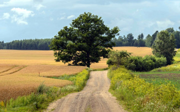 Картинка природа дороги деревья полевая дорога трава поля лето