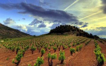Картинка природа поля виноградники