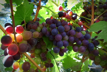 Картинка природа Ягоды +виноград ягоды гроздь ветка