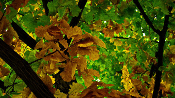 Картинка природа деревья дуб дерево осень