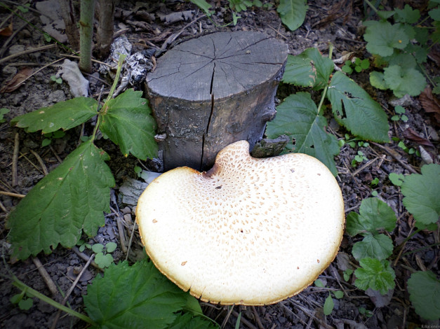 Обои картинки фото природа, грибы, пень, гриб