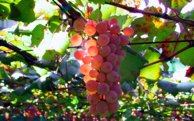 Обои картинки фото природа, Ягоды,  виноград, гроздья