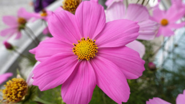 Картинка цветы космея розовая макро