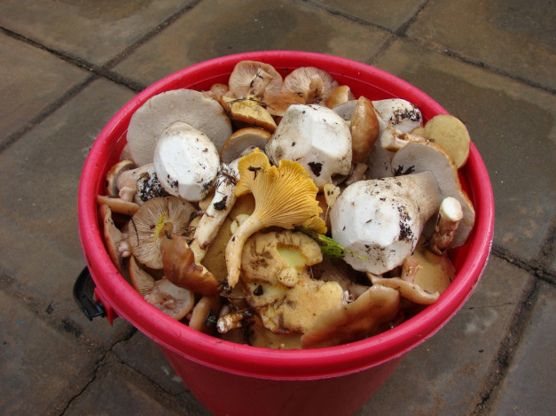 Обои картинки фото грибов, августе, было, много, еда, грибы, грибные, блюда