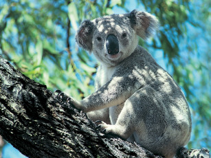 Картинка животные коалы