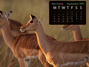 обоя календари, животные, газель