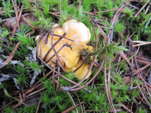 Картинка природа грибы зеленый мох желтые
