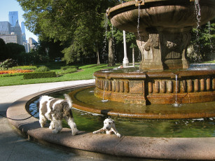 Картинка животные собаки фонтан